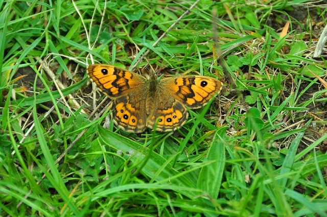17 05 15_4200_edited-1.jpg - WALL BROWN - CERNE ABBAS, NORTH DORSET - 17.5.15